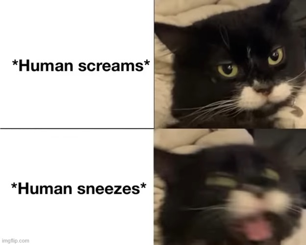 cats logic | image tagged in cats | made w/ Imgflip meme maker