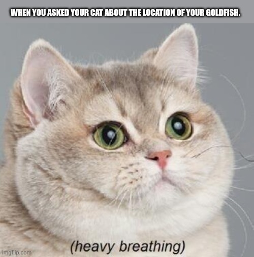 Heavy Breathing Cat | WHEN YOU ASKED YOUR CAT ABOUT THE LOCATION OF YOUR GOLDFISH. | image tagged in memes,cat,water | made w/ Imgflip meme maker