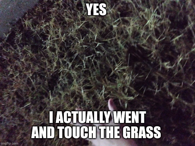 Yes I did it | YES; I ACTUALLY WENT AND TOUCH THE GRASS | image tagged in grass | made w/ Imgflip meme maker