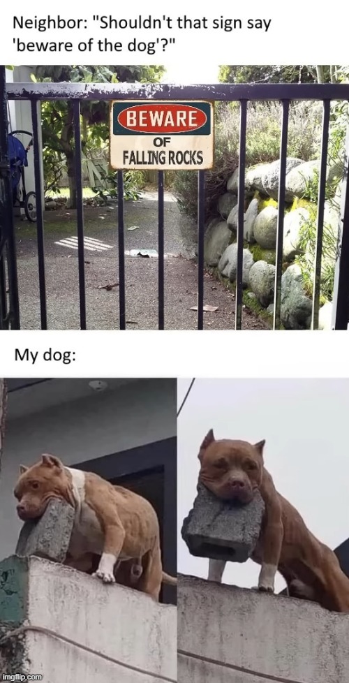 image tagged in dogs | made w/ Imgflip meme maker