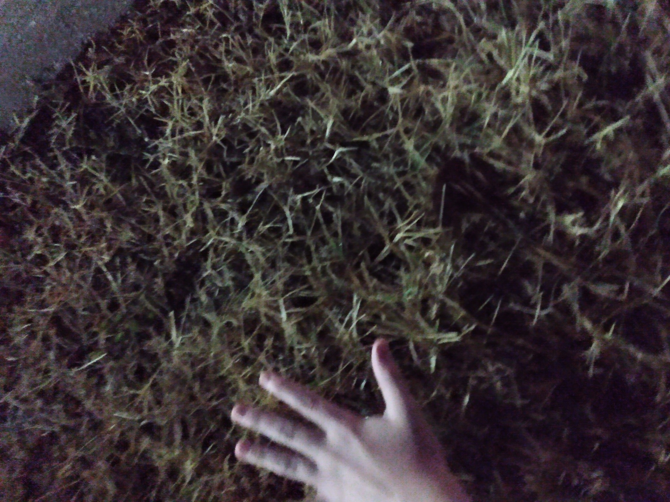 Touch the grass plz Blank Meme Template