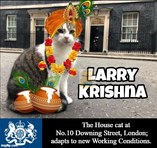 Official House Cat Business U.K. | image tagged in larry | made w/ Imgflip meme maker