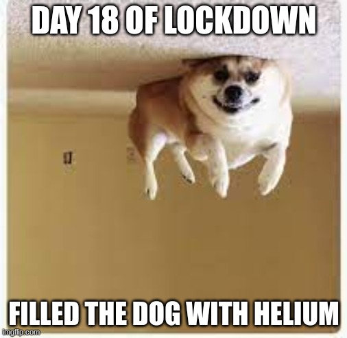 Day 18 Of Lockdown. Filled the dog with helium. | DAY 18 OF LOCKDOWN; FILLED THE DOG WITH HELIUM | image tagged in day 18 of lockdown filled the dog with helium,covid-19,funny,lol | made w/ Imgflip meme maker