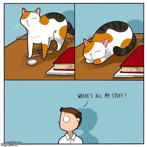 A Cats Way Of Thinking | image tagged in memes,comics,cats,this is fine,where is,stuff | made w/ Imgflip meme maker