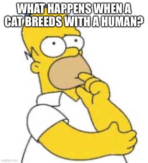 Homer Simpson Hmmmm | WHAT HAPPENS WHEN A CAT BREEDS WITH A HUMAN? | image tagged in homer simpson hmmmm | made w/ Imgflip meme maker