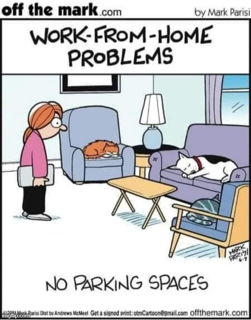 image tagged in memes,comics,work from home,cats,no,parking | made w/ Imgflip meme maker