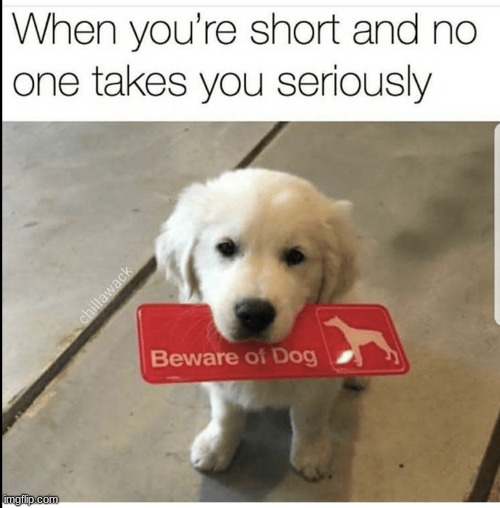 doggo | made w/ Imgflip meme maker