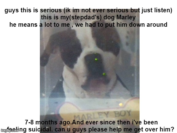 My Dog Help Me Imgflip