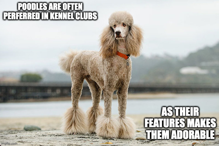 Poodles | POODLES ARE OFTEN PERFERRED IN KENNEL CLUBS; AS THEIR FEATURES MAKES THEM ADORABLE | image tagged in poodle,dogs,memes | made w/ Imgflip meme maker