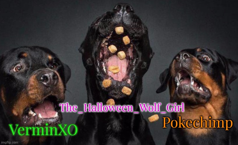 Three dogs with treats | The_Halloween_Wolf_Girl; Pokechimp; VerminXO | image tagged in three dogs with treats | made w/ Imgflip meme maker