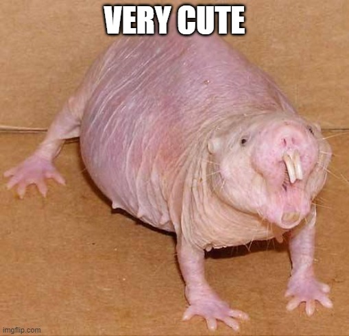 naked mole rat | VERY CUTE | image tagged in naked mole rat | made w/ Imgflip meme maker