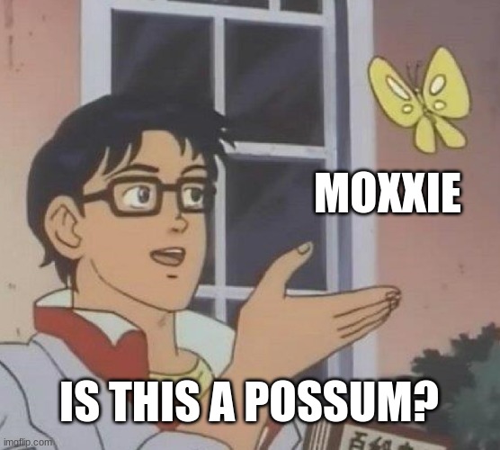 yes | MOXXIE; IS THIS A POSSUM? | image tagged in memes,is this a pigeon | made w/ Imgflip meme maker