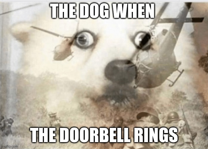 doorbell dog | THE DOG WHEN; THE DOORBELL RINGS | image tagged in ptsd dog,door | made w/ Imgflip meme maker