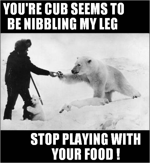 The Last Picture Of An Artic Explorer ! | YOU'RE CUB SEEMS TO
BE NIBBLING MY LEG; STOP PLAYING WITH
YOUR FOOD ! | image tagged in last picture,artic,explorer,polar bear,eaten,dark humour | made w/ Imgflip meme maker