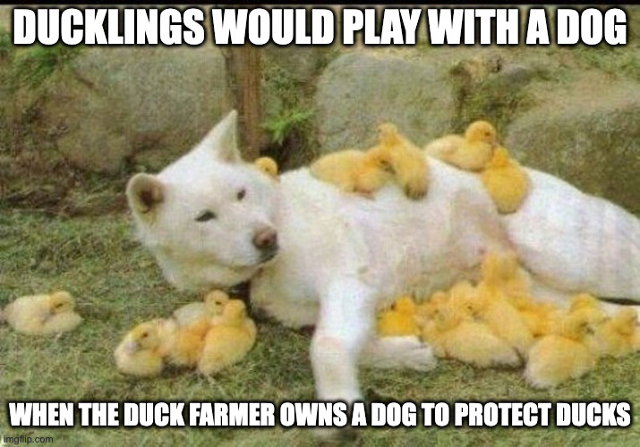 Ducklings on Dog | DUCKLINGS WOULD PLAY WITH A DOG; WHEN THE DUCK FARMER OWNS A DOG TO PROTECT DUCKS | image tagged in dogs,duck,memes | made w/ Imgflip meme maker