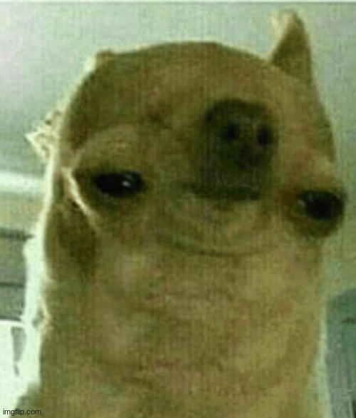 weird chihuahua | image tagged in weird chihuahua | made w/ Imgflip meme maker