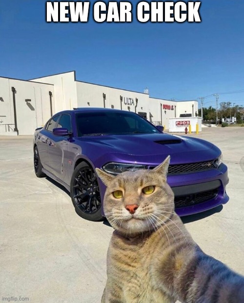 Cat new car | NEW CAR CHECK | image tagged in cat,new car | made w/ Imgflip meme maker