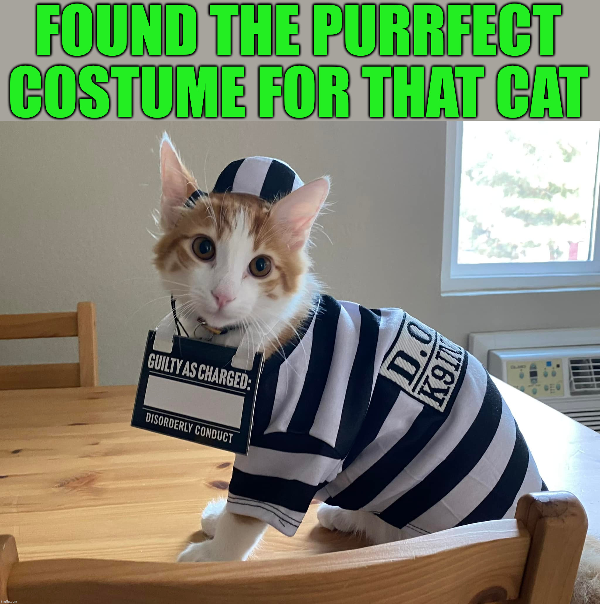 FOUND THE PURRFECT COSTUME FOR THAT CAT | image tagged in cats | made w/ Imgflip meme maker