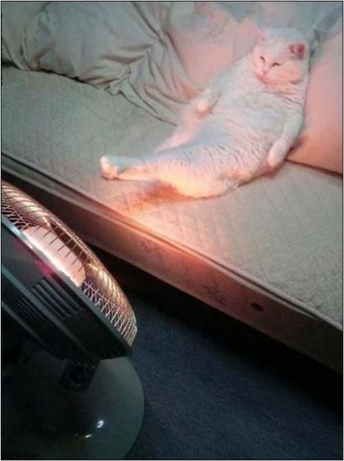 Aaah ... Toasty ! | image tagged in cats,cold,heater | made w/ Imgflip meme maker