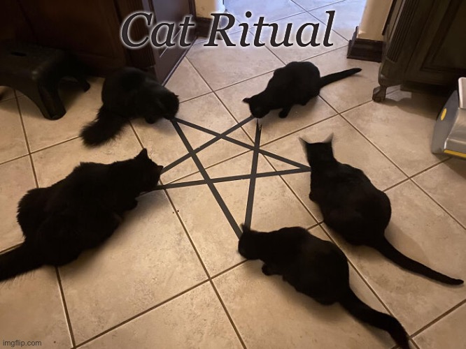 Cat sacrifice | Cat Ritual | image tagged in cat,sacrifice | made w/ Imgflip meme maker