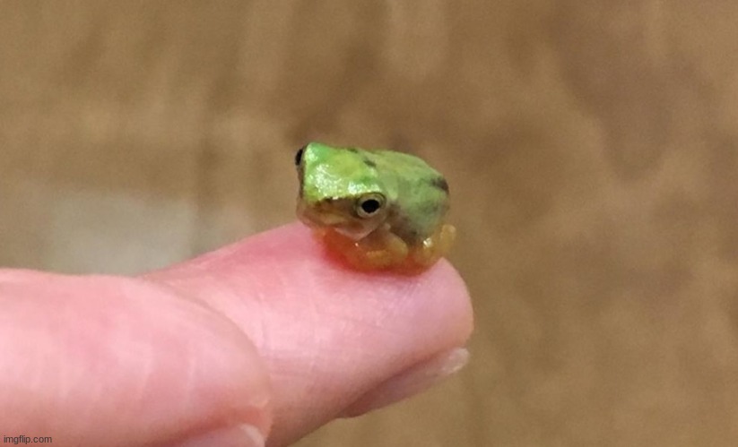 TINY FROGG BEBEEE | image tagged in aww,frog | made w/ Imgflip meme maker