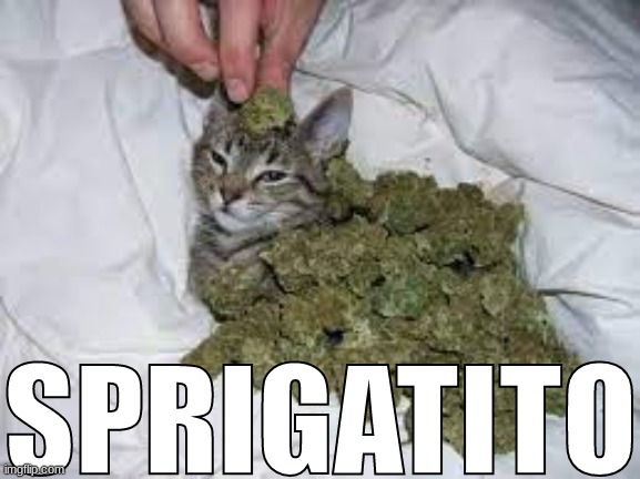 SPRIGATITO | made w/ Imgflip meme maker