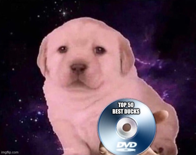 Dog Gives the DVD | TOP 50 BEST DUCKS | image tagged in dog gives the dvd | made w/ Imgflip meme maker