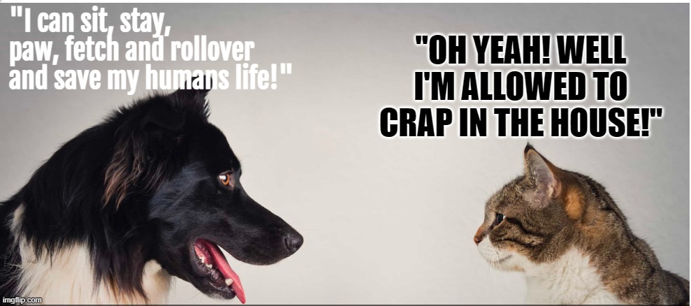 Dogs vs Cats | "I can sit, stay, paw, fetch and rollover and save my humans life!"; "OH YEAH! WELL I'M ALLOWED TO CRAP IN THE HOUSE!" | image tagged in cats and dogs | made w/ Imgflip meme maker