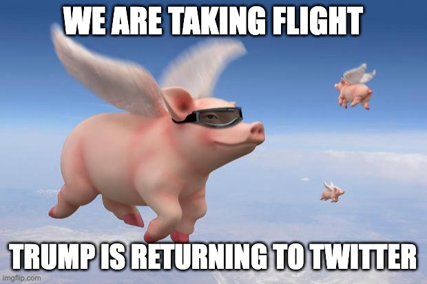 Pigs are flying | WE ARE TAKING FLIGHT; TRUMP IS RETURNING TO TWITTER | image tagged in flying pigs | made w/ Imgflip meme maker