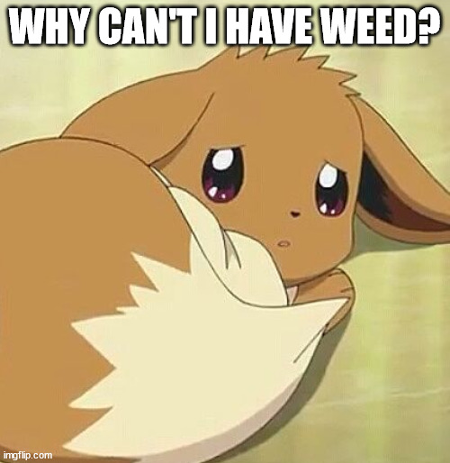 Scared Eevee | WHY CAN'T I HAVE WEED? | image tagged in scared eevee | made w/ Imgflip meme maker