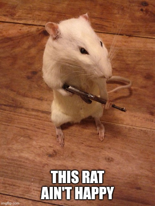 Rebellious Rat | THIS RAT AIN'T HAPPY | image tagged in rebellious rat | made w/ Imgflip meme maker