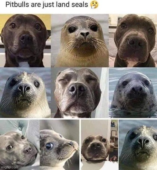 image title | image tagged in dogs | made w/ Imgflip meme maker