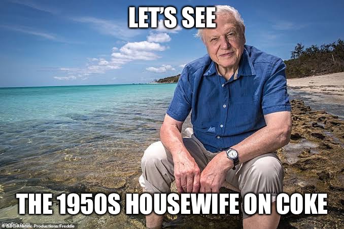 Hopped up housewives | LET’S SEE; THE 1950S HOUSEWIFE ON COKE | image tagged in david attenborough,1950s housewife | made w/ Imgflip meme maker