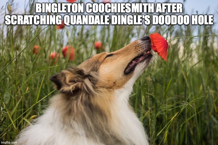 BINGLETON COOCHIESMITH AFTER SCRATCHING QUANDALE DINGLE'S DOODOO HOLE | image tagged in dog smelling | made w/ Imgflip meme maker