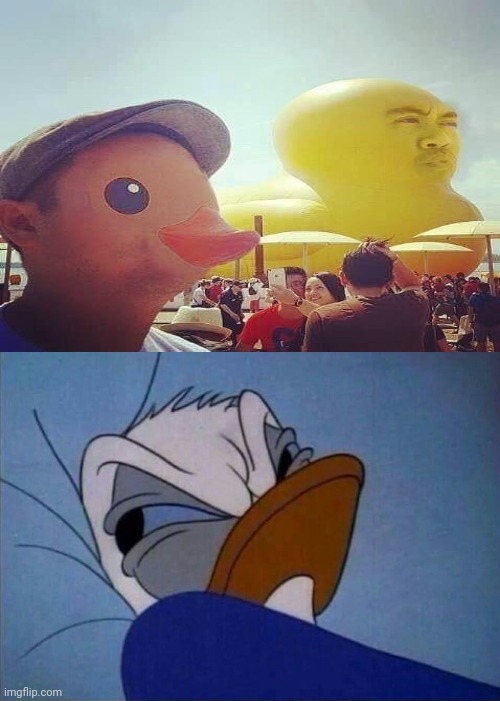 Cursed duck and face swap | image tagged in angry donald duck,cursed image,duck,face swap,face,memes | made w/ Imgflip meme maker