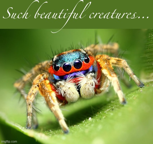 Mod note: i am scared | Such beautiful creatures… | image tagged in jumping spider | made w/ Imgflip meme maker