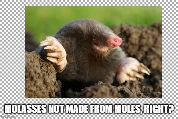 Molasses | MOLASSES NOT MADE FROM MOLES, RIGHT? | image tagged in mole molasses | made w/ Imgflip meme maker