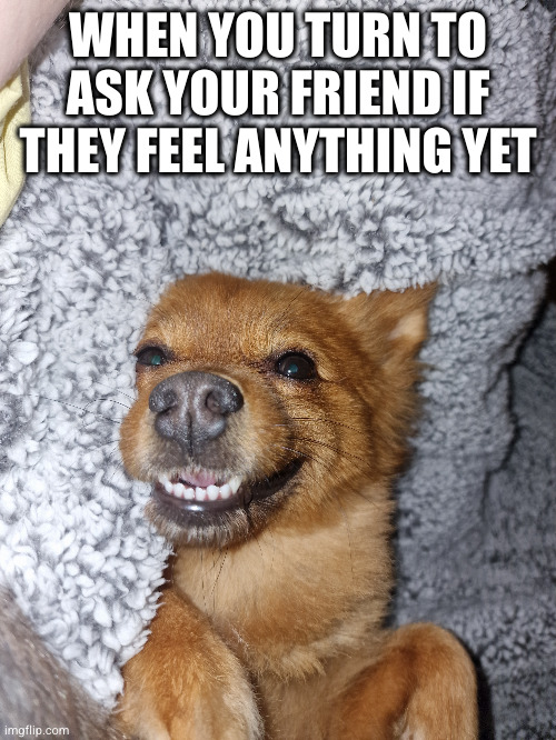 Happy dog | WHEN YOU TURN TO ASK YOUR FRIEND IF THEY FEEL ANYTHING YET | image tagged in happy dog | made w/ Imgflip meme maker