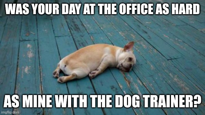 tired dog | WAS YOUR DAY AT THE OFFICE AS HARD; AS MINE WITH THE DOG TRAINER? | image tagged in tired dog | made w/ Imgflip meme maker