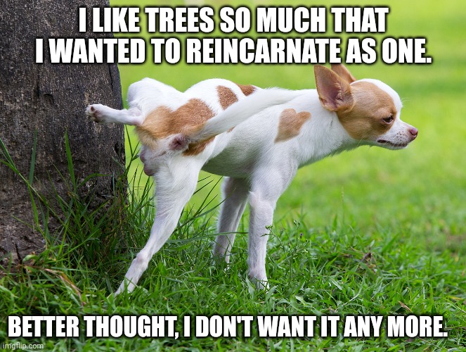 Dog peeing on tree | I LIKE TREES SO MUCH THAT I WANTED TO REINCARNATE AS ONE. BETTER THOUGHT, I DON'T WANT IT ANY MORE. | image tagged in dog peeing on tree | made w/ Imgflip meme maker