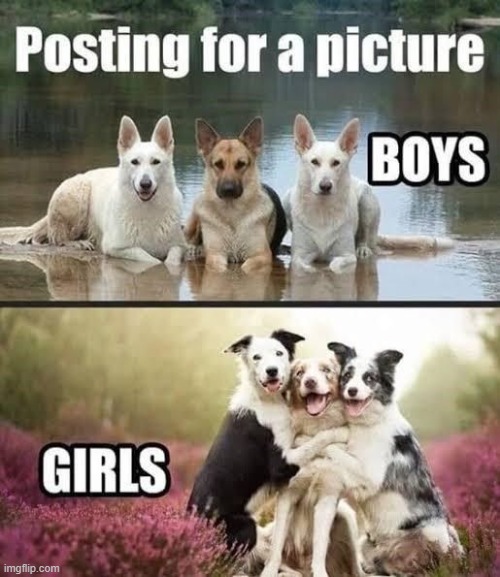 image tagged in dogs | made w/ Imgflip meme maker