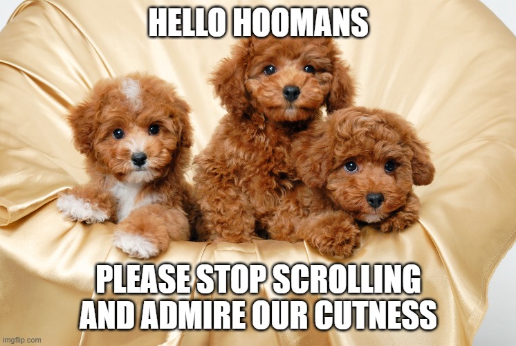 Puppies | HELLO HOOMANS; PLEASE STOP SCROLLING AND ADMIRE OUR CUTNESS | image tagged in cute puppies | made w/ Imgflip meme maker