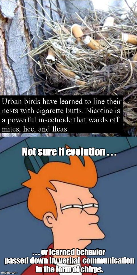 Not sure if evolution . . . . . . or learned behavior passed down by verbal communication in the form of chirps. | image tagged in memes,futurama fry | made w/ Imgflip meme maker