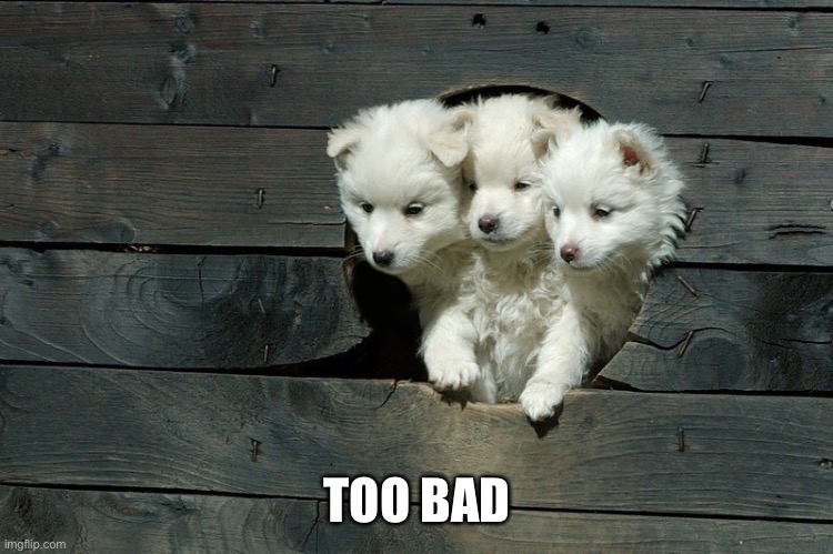 Cerberus Pups | TOO BAD | image tagged in cerberus pups | made w/ Imgflip meme maker