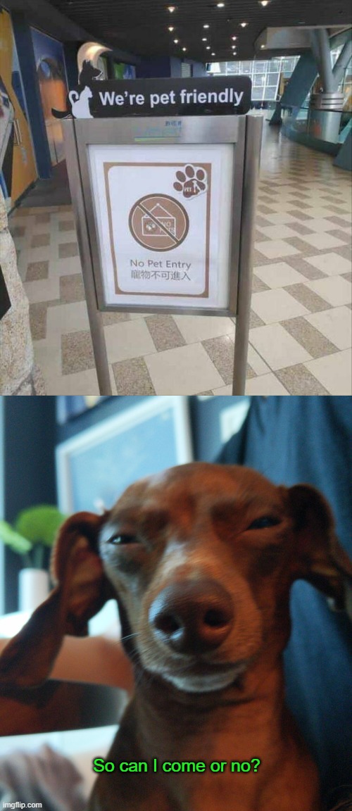 Pick 1 | So can I come or no? | image tagged in dachshund suspicion,funny,you had one job,memes,pet,friendly | made w/ Imgflip meme maker