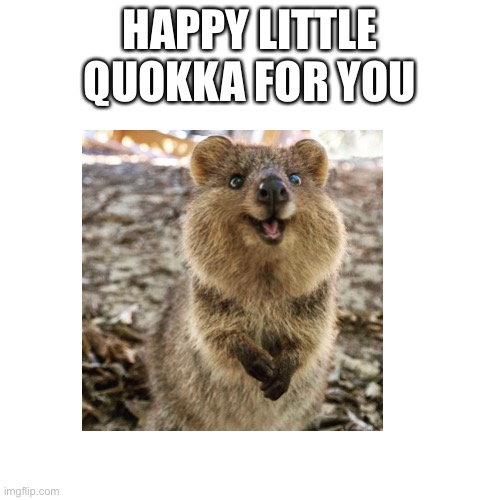 Have a fantabulous day | HAPPY LITTLE QUOKKA FOR YOU | made w/ Imgflip meme maker