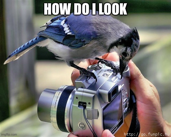 Birb | HOW DO I LOOK | image tagged in eeee borb,bird | made w/ Imgflip meme maker