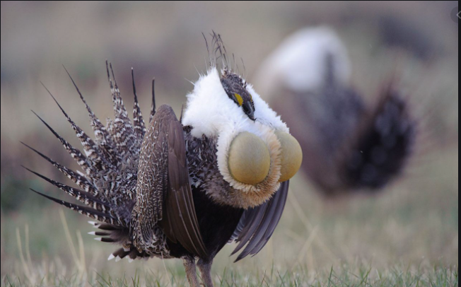 sage grouse Blank Meme Template