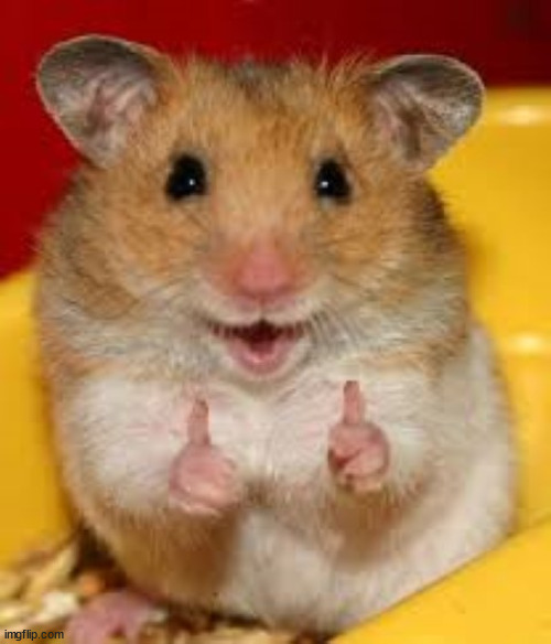 Thumbs up hamster  | image tagged in thumbs up hamster | made w/ Imgflip meme maker