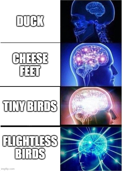 Expanding Brain | DUCK; CHEESE FEET; TINY BIRDS; FLIGHTLESS BIRDS | image tagged in memes,expanding brain | made w/ Imgflip meme maker